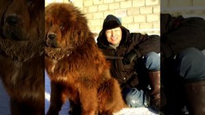 Характер Монгольской Овчарки Банхар