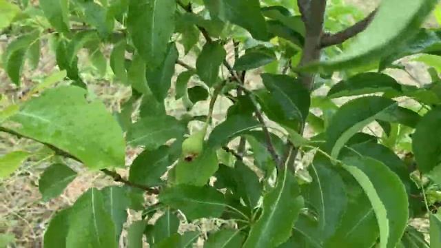 30.05.21 груша Память Яковлева смотреть онлайн