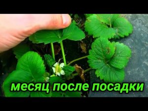 Выращивание клубники в балаганах