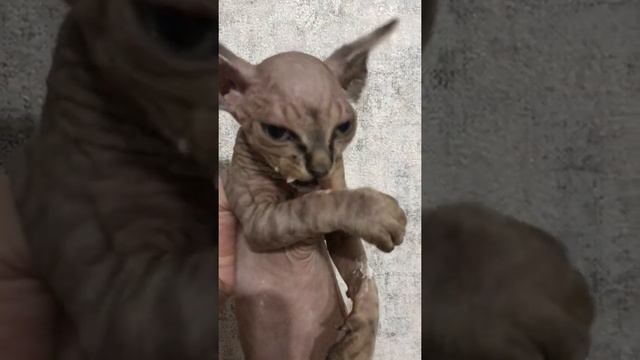 Вечно голодный сфинкс украл еду со стола ??| Kitten of the breed Canadian Sphynx