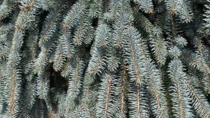 Picea pungens ' The Blues ' Weeping Colorado Blue Spruce March 12, 2020