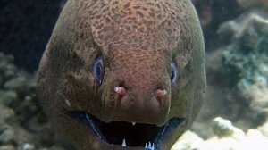 5 Животных с Которыми Лучше не Связываться