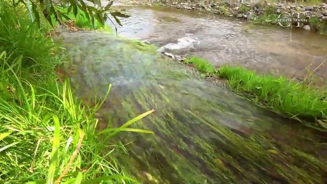 Нежное журчание реки с щебетанием птиц успокоит душу.