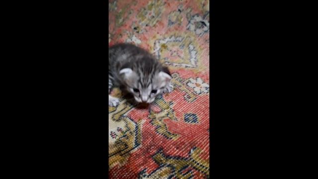Котята ??