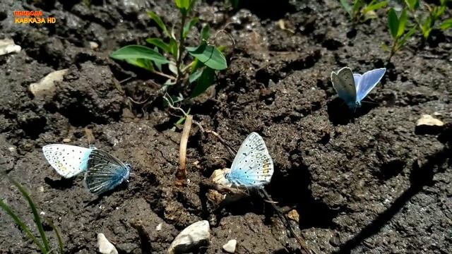 Красота Кавказа, Бабочки голубянки на минеральной почве