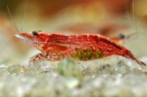 Креветки Неокаридины