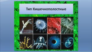 Кишечнополостные. Видеоурок по биологии. Подготовка к ЕГЭ/ОГЭ.