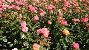 Новые сорта роз. Гаага. Парк роз. Видео 11.