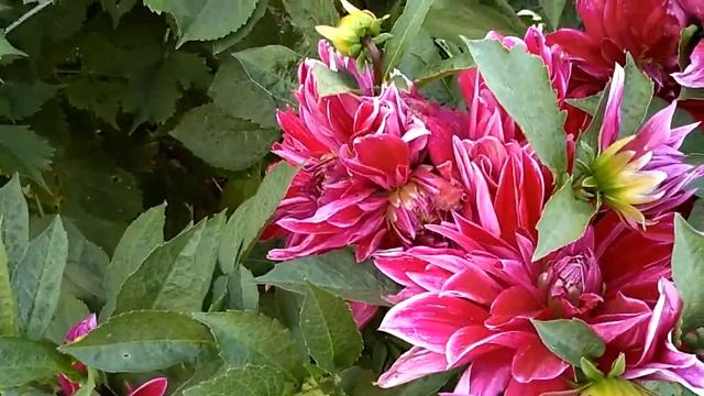 МОИ ГЕОРГИНЫ Ч. 2 смотреть онлайн