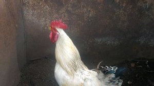 Петух кудахчет