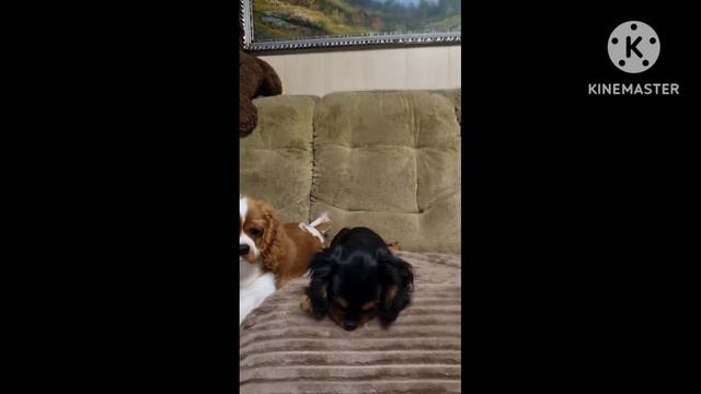 Кавалер кинг чарльз спаниели. Девочки 🎀 смотреть онлайн