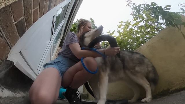 Blowing My Husky’s Coat With No Mask is A Mistake! смотреть онлайн