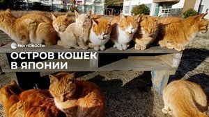 Остров кошек в Японии