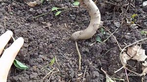 {БОНСАЙ} Заготовка для Бонсай. Ясень.