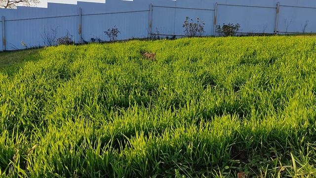 Сидерат РОЖЬ или СЕВООБОРОТ на КАРТОФЕЛЬНОМ поле смотреть онлайн