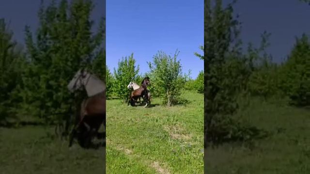 Встреча жеребцов.