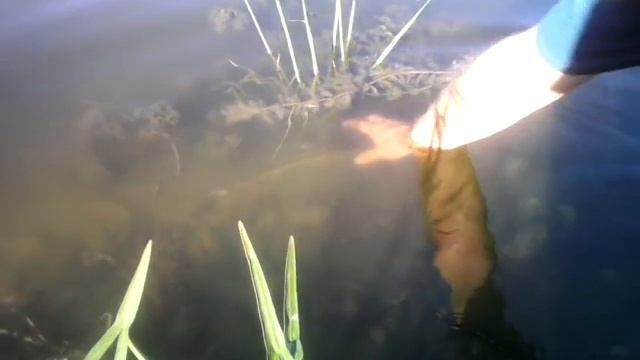 Поймалась стерлядь. смотреть онлайн