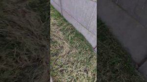 Газонная трава пережила первую зиму Полевица побегоносная сорт Кроми