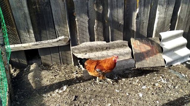 ПОСАДКИ НАЧАЛИСЬ/ПОЖИНАЕМ ПЛОДЫ/ДЕЛАЕМ ВСЁ ВМЕСТЕ/ смотреть онлайн