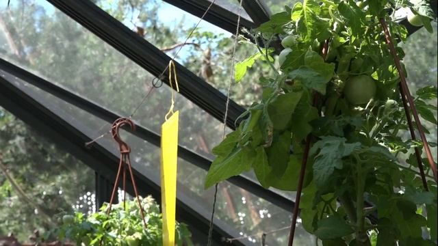 Защита теплицы от насекомы с клеевой ловушкой-экран Машенька смотреть онлайн