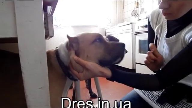 Дрессировка дома- попрошайничество (просит со стола) смотреть онлайн