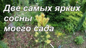 Самые красивые сосны с белыми приростами Pinus contorta Taylor's Sunburst и sylvestris Candellight