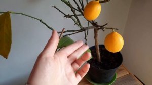 Лимон Мейера.