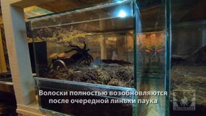 Птицеед атакует. Поведение лошадиного паука (Lasiodora parahybana) при возникновении угрозы