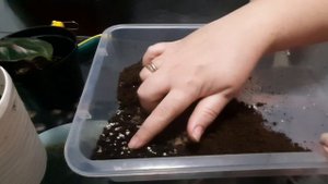 Калатея Медальон. Пересадка. Особенности ухода.