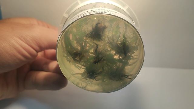 Живое аквариумное растение Криптокарина Зеленый Геккон меристемное