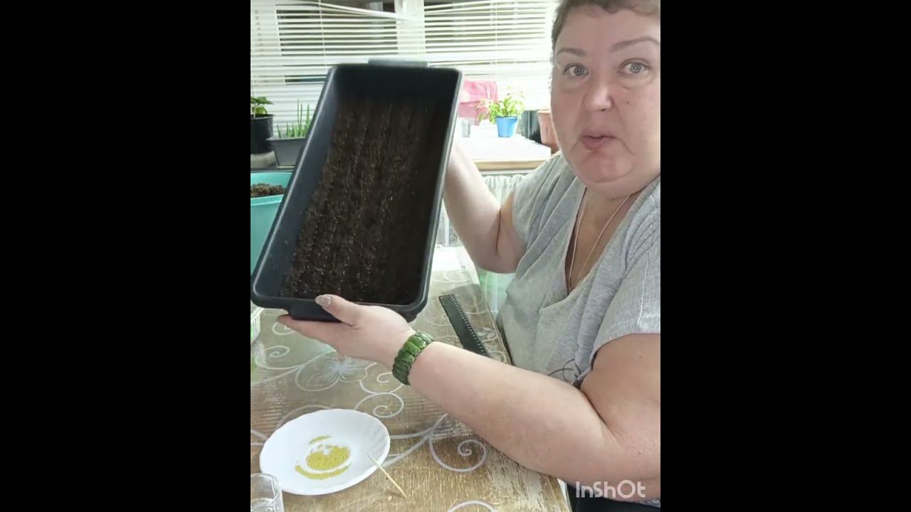 5 важных деталей посева лобелии от А до Я!