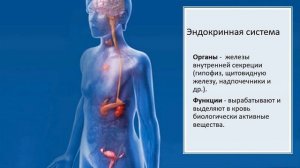 Клетки, ткани, органы и системы органов. Тема 3. Органы, системы органов. Организм — единое целое