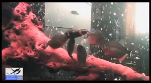 Что Будет Если к Пираньям Кинуть Ротона. Piranhas kill and eat Perccottus glenii