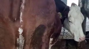 Беременная корова дает молоко? Что такое запуск коровы? Как определить, что корова беременна?