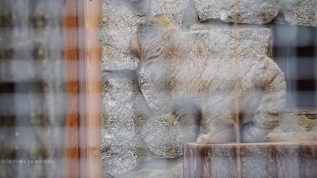 Манул Шу охотится на дверь и общается с кипером через стекло. Ленинградский зоопарк смотреть онлайн