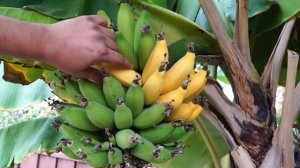 Клубника - не ЯГОДА, а банан - не фрукт! Шокирующая правда о первой культивируемой ЯГОДЕ в мире