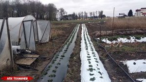 Покупка саженцев у Сергея Зубцова