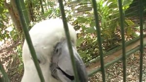 Birds at Jungle Island Miami