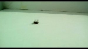 муха УБИВАЕТ человека ШОК!!!!