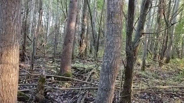 Охота на лося. Подготовка к сезону.  Поход на солонец.