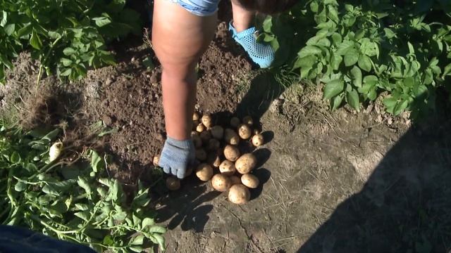 Выбираем семена картофеля. Репродукции. смотреть онлайн