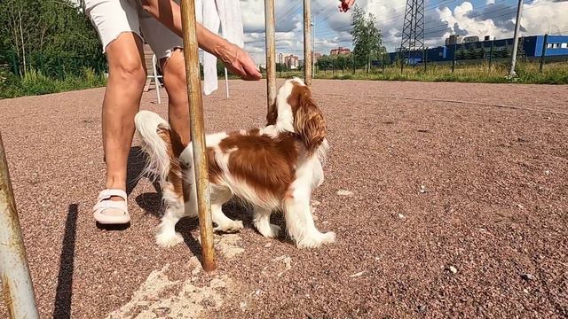 Вот как я умею. смотреть онлайн