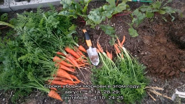 Оптимальные сроки уборки моркови на Урале