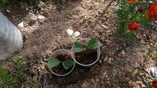 Результат черенкования и посадки семенами хвойных. смотреть онлайн