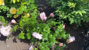 Английские розы, все сорта с названиями и краткой характеристикой (Урал, 2-3 зона)