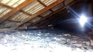 Куницы живут на чердаке