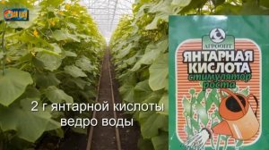 Янтарная кислота для подкормки томатов и огурцов летом.