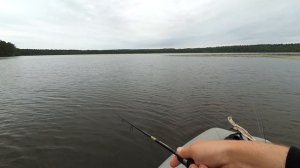 Окунь на теил спиннер и раттлин .