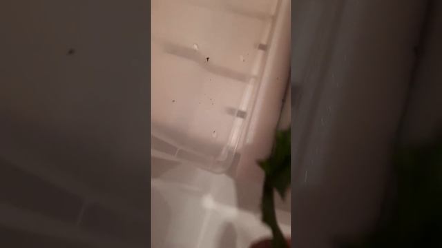 Что едят Ахатины и сколько яиц! смотреть онлайн