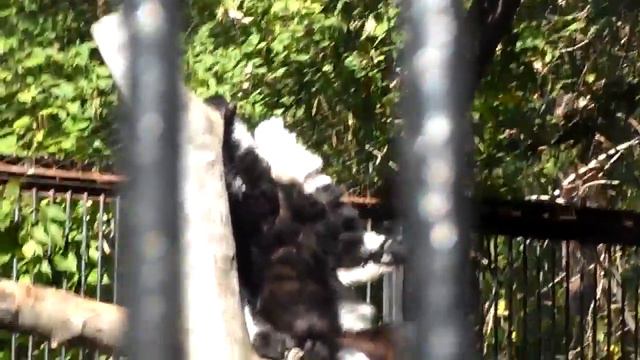 Новосибирск зоопарк последний день лета 2014 ч2 смотреть онлайн